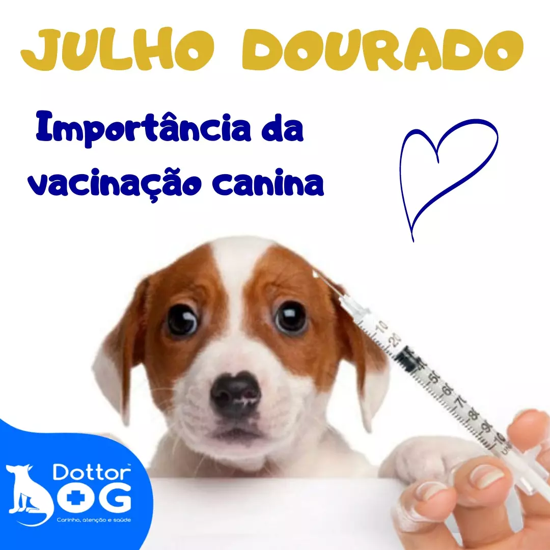 JULHO DOURADO : PRINCIPAIS DOENÇAS CANINAS E A IMPORTÂNCIA DA VACINAÇÃO